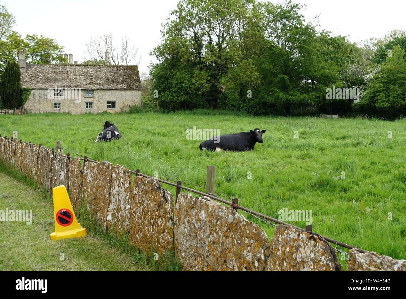 Les vaches - Kelmscott, Oxfordshire, Angleterre - Banque D'Images