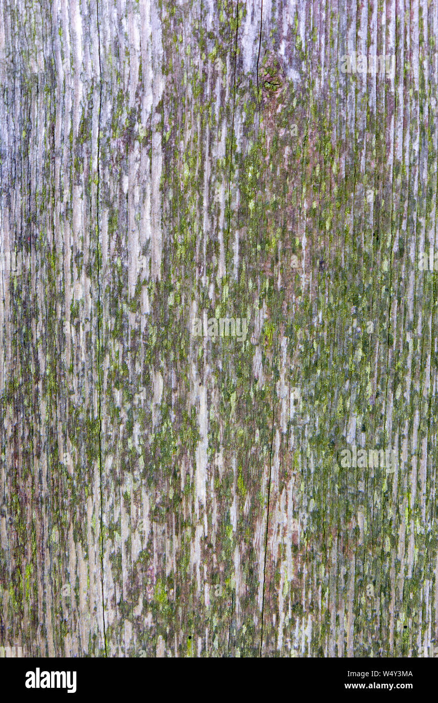 La texture du bois moussu avec le décollement de peinture Banque D'Images