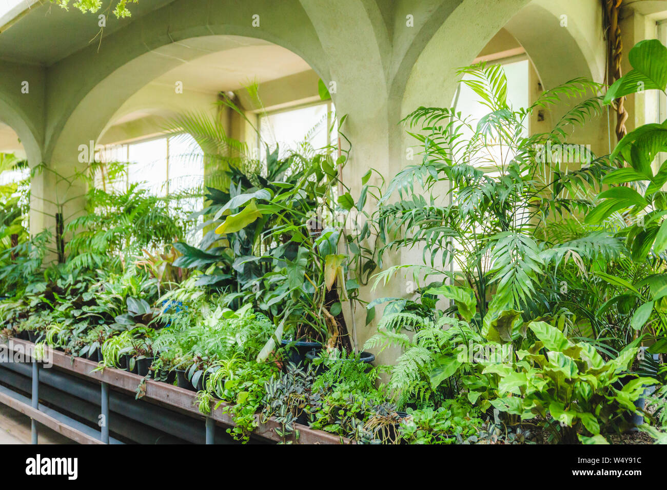 Serre tropicale serre intérieur ensoleillé plein de plantes vertes luxuriantes. Architecture d'intérieur moderne. La conception naturelle. Piscine plantes décoratives. Banque D'Images