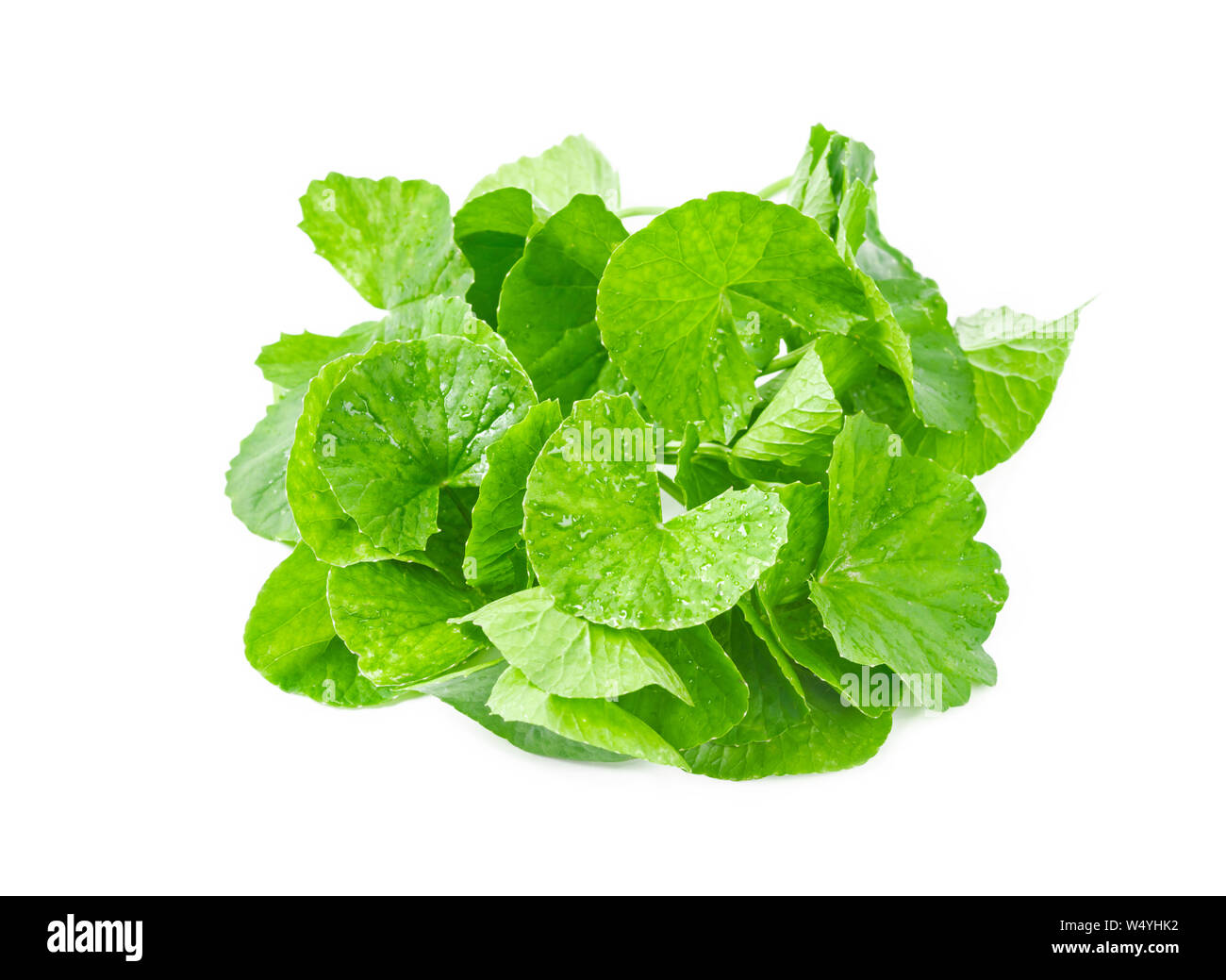 Centella frais, vert feuille isolé sur fond blanc. Banque D'Images