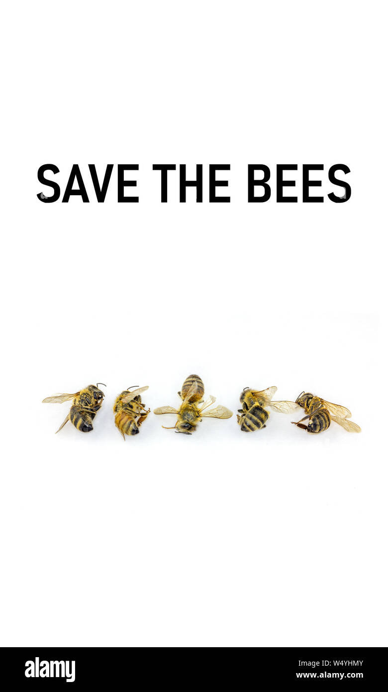 Concept illustration, déclin des abeilles en raison de la destruction de l'habitat, la pollution et l'utilisation des pesticides, une ligne de cinq abeilles mortes Banque D'Images