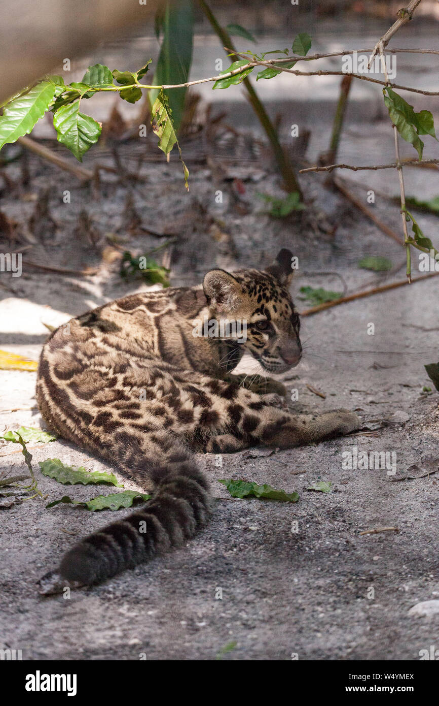 Kit Bebe Panthere Nebuleuse Neofelis Nebulosa Est Repertorie Comme Vulnerables Et Peuvent Etre Trouves En Asie Photo Stock Alamy