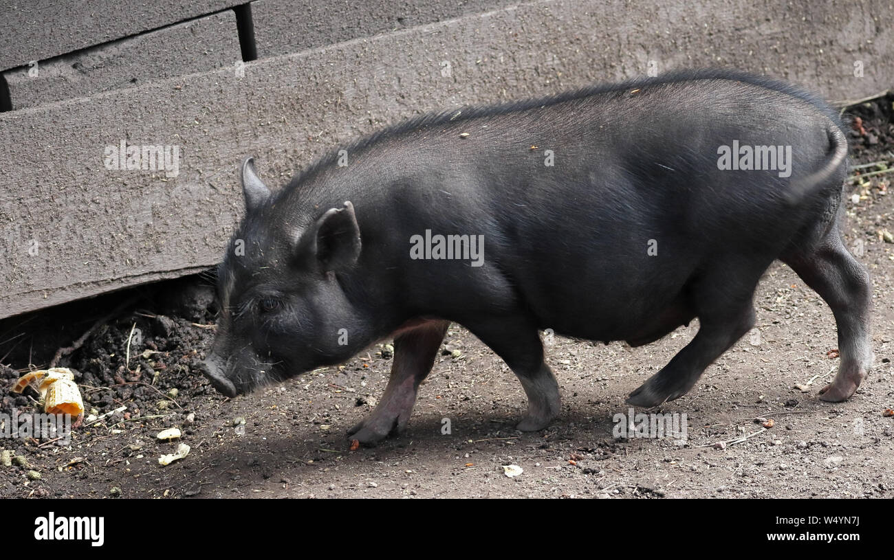Cute black piglet sur Colorado Renaissance Festival. La ville moderne de jour près de Colorado Springs transformé en un village Tudor du 16e siècle. Banque D'Images Cute black piglet sur Colorado Renaissance Festival. La ville moderne de jour près de Colorado Springs transformé en un village Tudor du 16e siècle. Banque D'Images