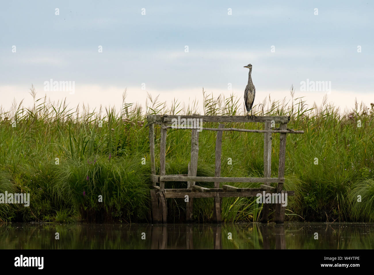 Un héron cendré (Ardea cinerea) debout sur un support en bois dans le Parc Naturel Régional de Brière Banque D'Images