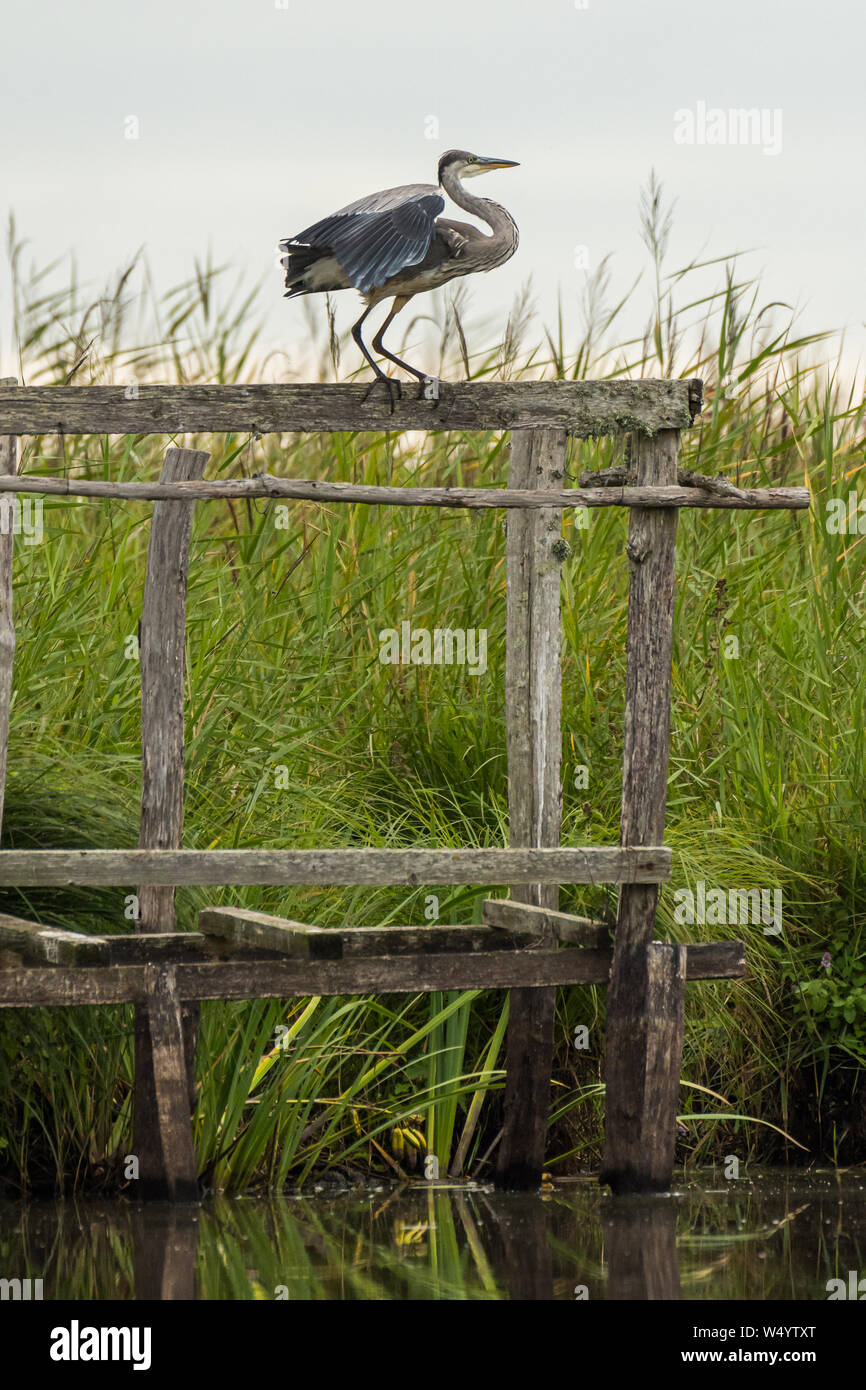 Un héron cendré (Ardea cinerea) debout sur un support en bois dans le Parc Naturel Régional de Brière Banque D'Images