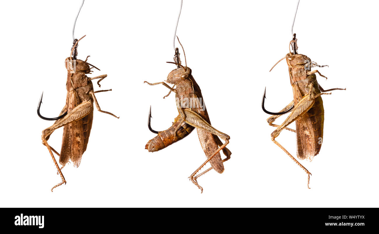 Série de crochets de pêche avec des sauterelles isolé sur fond blanc Banque D'Images