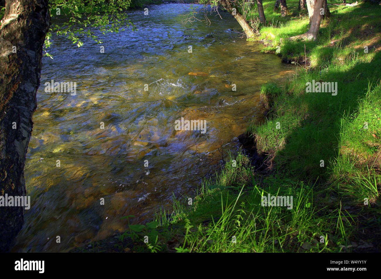 La rivière rapide et orageux qui coule à travers la forêt Sema dans les rivages rocailleux. L'Altaï, Sibérie, Russie. Banque D'Images