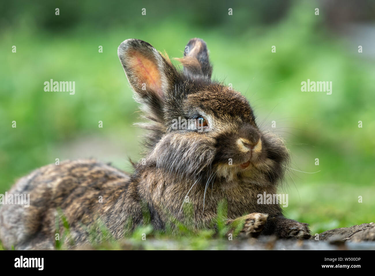 Un mignon lapin nain brun (lions head) reposant dans l'herbe Banque D'Images