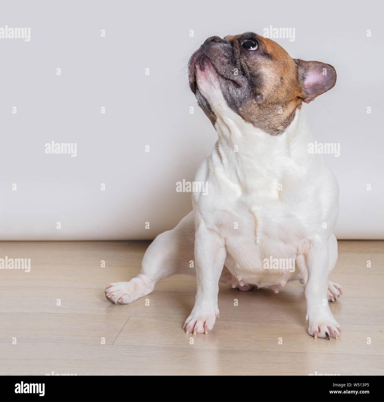 Bouledogue Français Chien Race Sur Fond Blanc Banque D