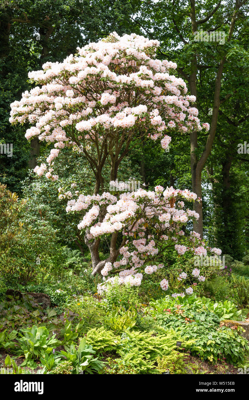 Grande fleur, Rhododendron auriculatum Group Banque D'Images