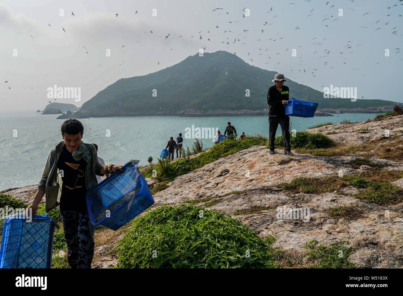 Ningbo. Le 25 juillet, 2019. Communiqué de sternes à crête bénévoles après leur baguage à Jiushan island nature reserve dans l'est de la Chine, la province du Zhejiang, le 25 juillet 2019. Du 24 juillet au 26 juillet, un total de 34 chinois et américains des chercheurs et des bénévoles d'oiseaux bagués le cormoran à sternes dans Jiushan island nature reserve d'en apprendre davantage sur les habitudes de migration des oiseaux, dont certains sont des sternes chinois à crête, la plus menacée de espèces de sternes. De nos jours, la population de sternes chinois rare a dépassé 100. Credit : Yin Xiaosheng/Xinhua/Alamy Live News Banque D'Images