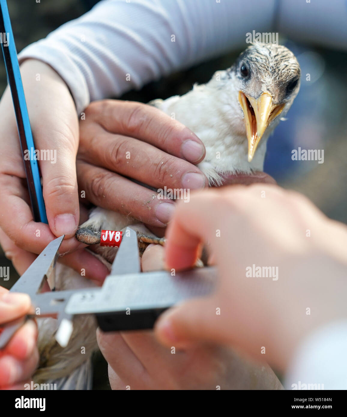 Ningbo. Le 25 juillet, 2019. Les membres du personnel mesurer une sterne huppée à Jiushan island nature reserve dans l'est de la Chine, la province du Zhejiang, le 25 juillet 2019. Du 24 juillet au 26 juillet, un total de 34 chinois et américains des chercheurs et des bénévoles d'oiseaux bagués le cormoran à sternes dans Jiushan island nature reserve d'en apprendre davantage sur les habitudes de migration des oiseaux, dont certains sont des sternes chinois à crête, la plus menacée de espèces de sternes. De nos jours, la population de sternes chinois rare a dépassé 100. Credit : Yin Xiaosheng/Xinhua/Alamy Live News Banque D'Images