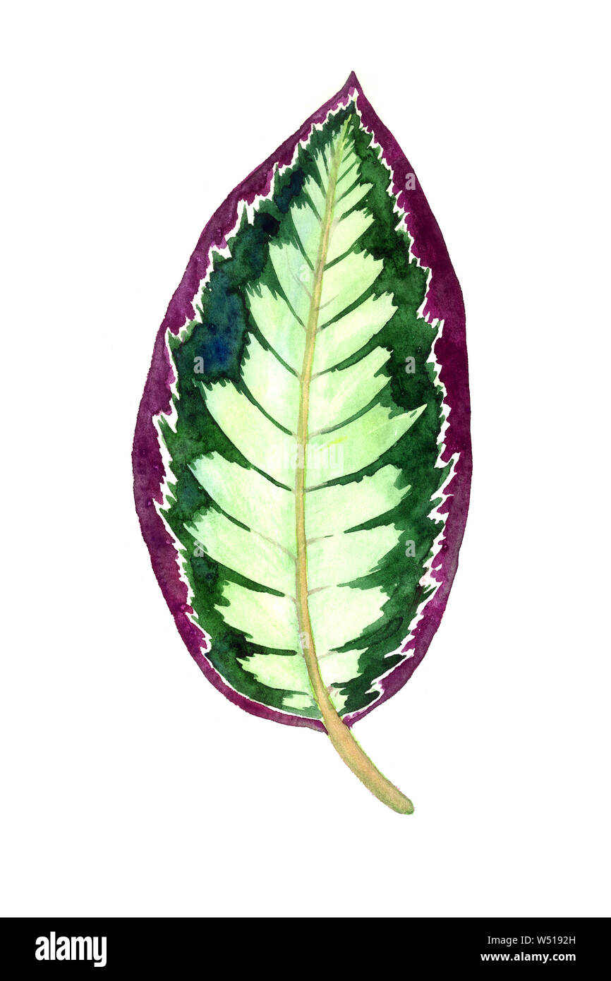 Maranta striped leaf isolated on white illustration aquarelle peinte à la main, l'élément de conception de carte de visite, invitation, le motif Banque D'Images