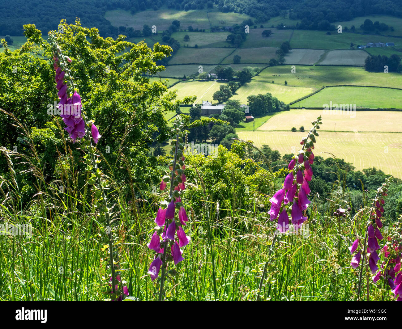 Digitales en fleurs le long de la promenade près Panoram Nidderdale Campsites Canet-en-Roussillon North Yorkshire Angleterre Banque D'Images