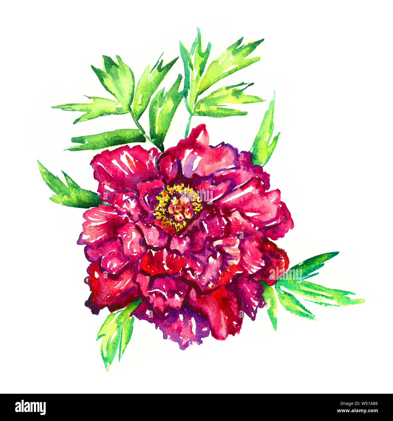 Rpeony violet-rouge vif avec des feuilles vertes, fleurs peint main isolé aquarelle illustration design élément pour invitation, carte, imprimer des affiches, Banque D'Images