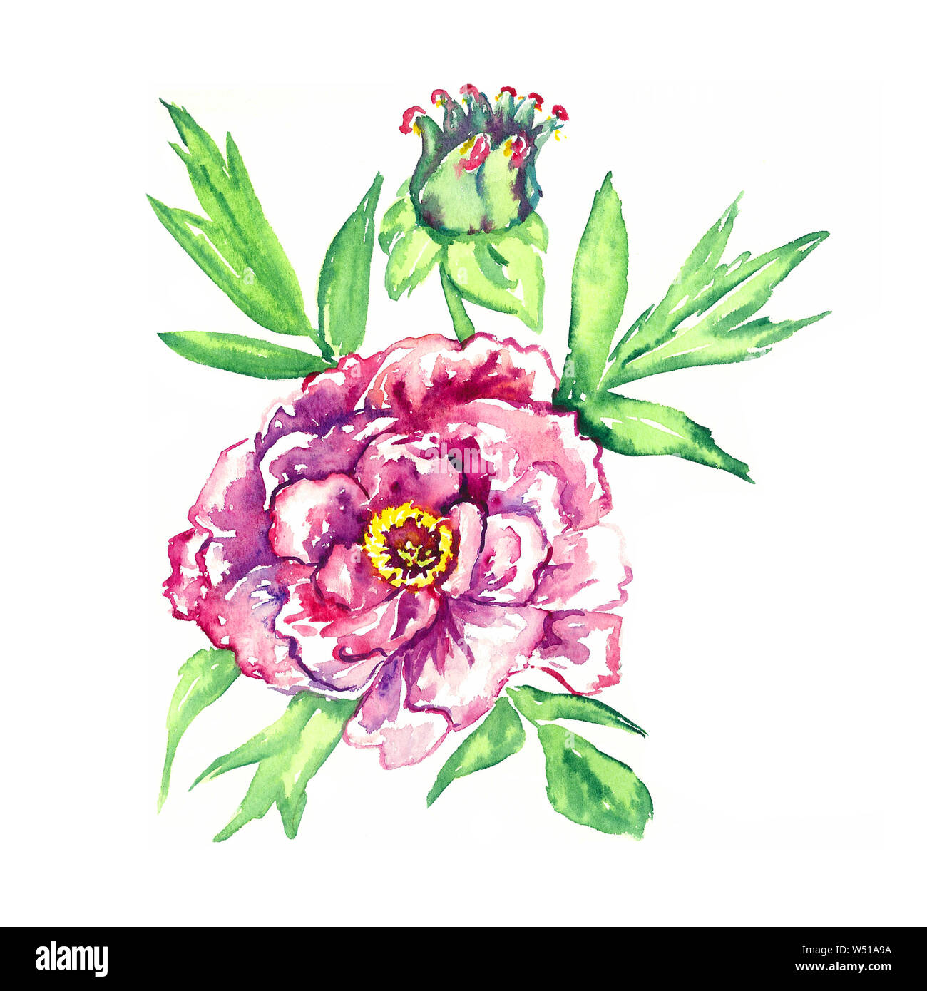 Rose-violet doux fleur de pivoine avec bud flasque et feuilles vertes, peint main isolé aquarelle illustration design élément pour carte d'invitation, Banque D'Images