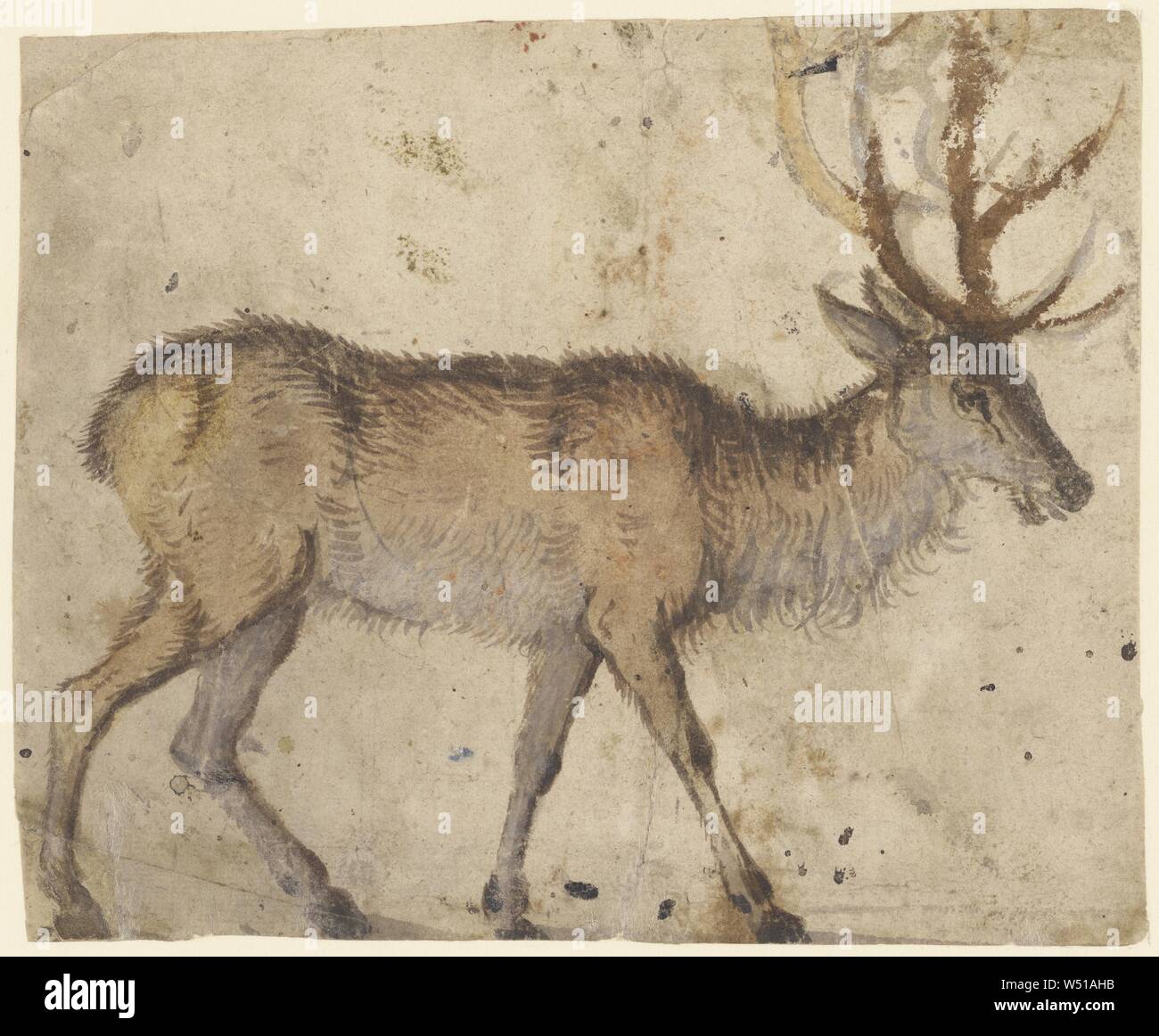 Étude d'un Stag (recto), étude des chèvres (verso), Lucas Cranach l'ancien (Allemand, 1472 - 1553), environ 1520 - 1530, avec brosse de lavage marron brun et rouge, rehaussée de gouache blanche (recto), badigeonner de noir, gris, vert et noir, lavage de craie (verso), 13,5 × 16,7 cm (5 9/16 6 5/16 × dans Banque D'Images