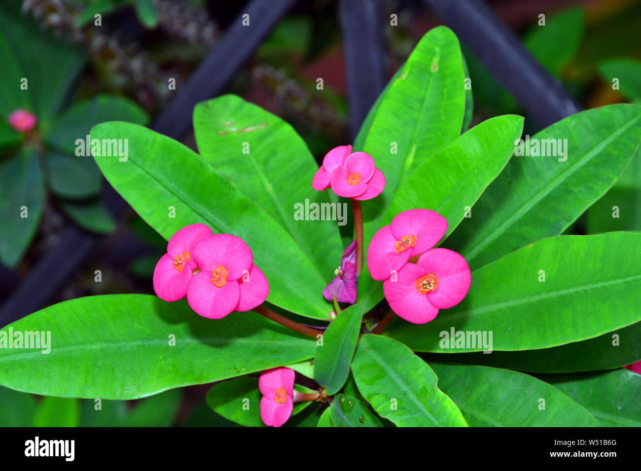 Une belle Euphorbia milii ou couronne d'épines poussant dans Bangkok, Thaïlande, Asie Banque D'Images