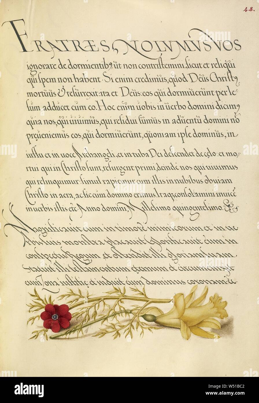 Pheasant's Eye et Joris Hoefnagel, renoncule / flamand (Hongrois, 1542 - 1600), et Georg Bocskay (Hongrois, est mort en 1575), Vienne, Autriche, 1561 - 1562, 1591 - 1596 ajouter l'éclairage, d'aquarelles, d'or et d'argent, peinture et encre sur parchemin, feuille : 16,6 x 12,4 cm (6 9/16 x 4 7/8 po Banque D'Images