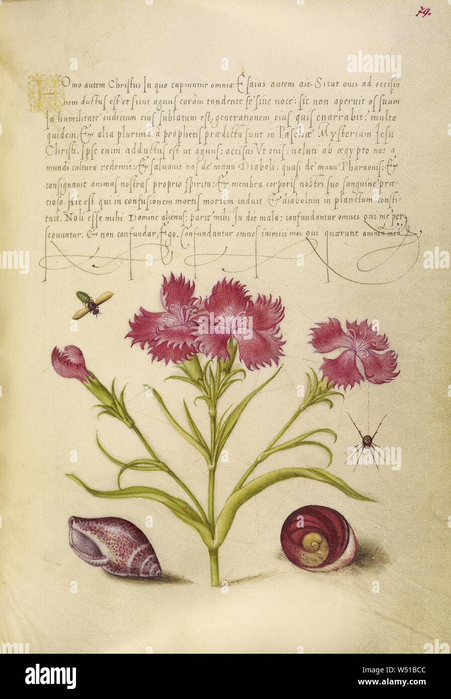 Sweet William, d'insectes, d'araignées, de mollusques marins, et des yeux de Santa Lucia, Joris Hoefnagel (/ hongrois, 1542 - 1600), et Georg Bocskay (Hongrois, est mort en 1575), Vienne, Autriche, 1561 - 1562, 1591 - 1596 ajouter l'éclairage, d'aquarelles, d'or et d'argent, peinture et encre sur parchemin, feuille : 16,6 x 12,4 cm (6 9/16 x 4 7/8 po Banque D'Images