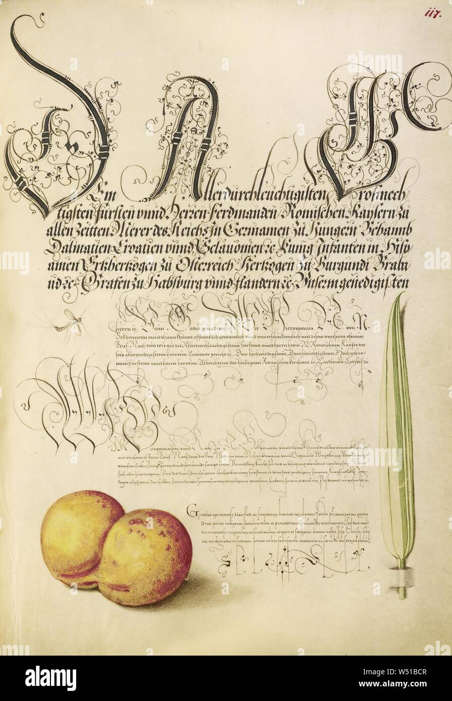 Éphémère, abricot, et Reed Grass, Joris Hoefnagel (/ hongrois, 1542 - 1600), et Georg Bocskay (Hongrois, est mort en 1575), Vienne, Autriche, 1561 - 1562, 1591 - 1596 ajouter l'éclairage, d'aquarelles, d'or et d'argent, peinture et encre sur parchemin, feuille : 16,6 x 12,4 cm (6 9/16 x 4 7/8 po Banque D'Images