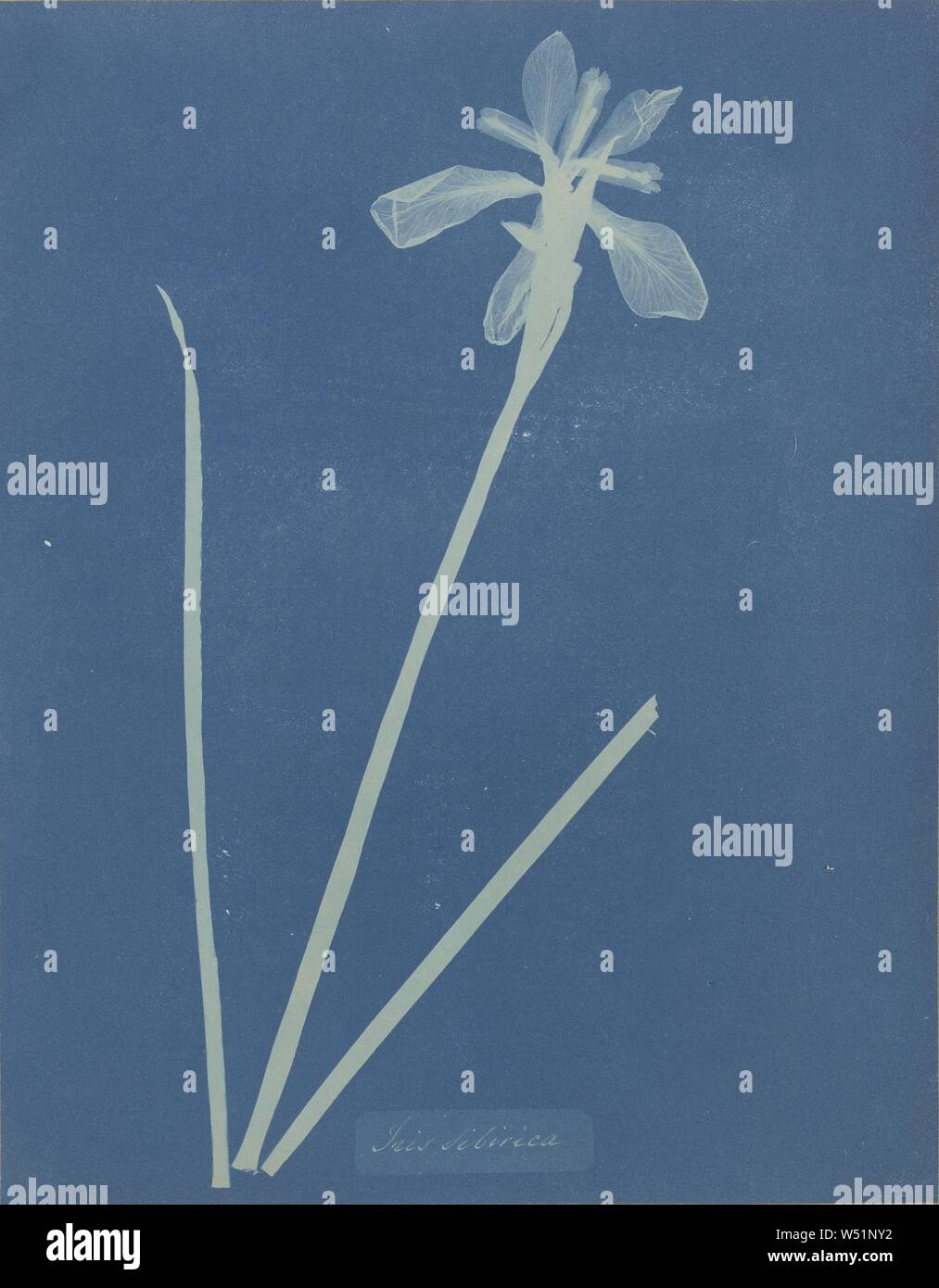 Iris sibirica, Anna Atkins (britannique, 1799 - 1871), et Anne Dixon (British, 1799 - 1877), 1854, 25,4 x 19,8, Cyanotype (10 cm x 7 13/16 in Banque D'Images