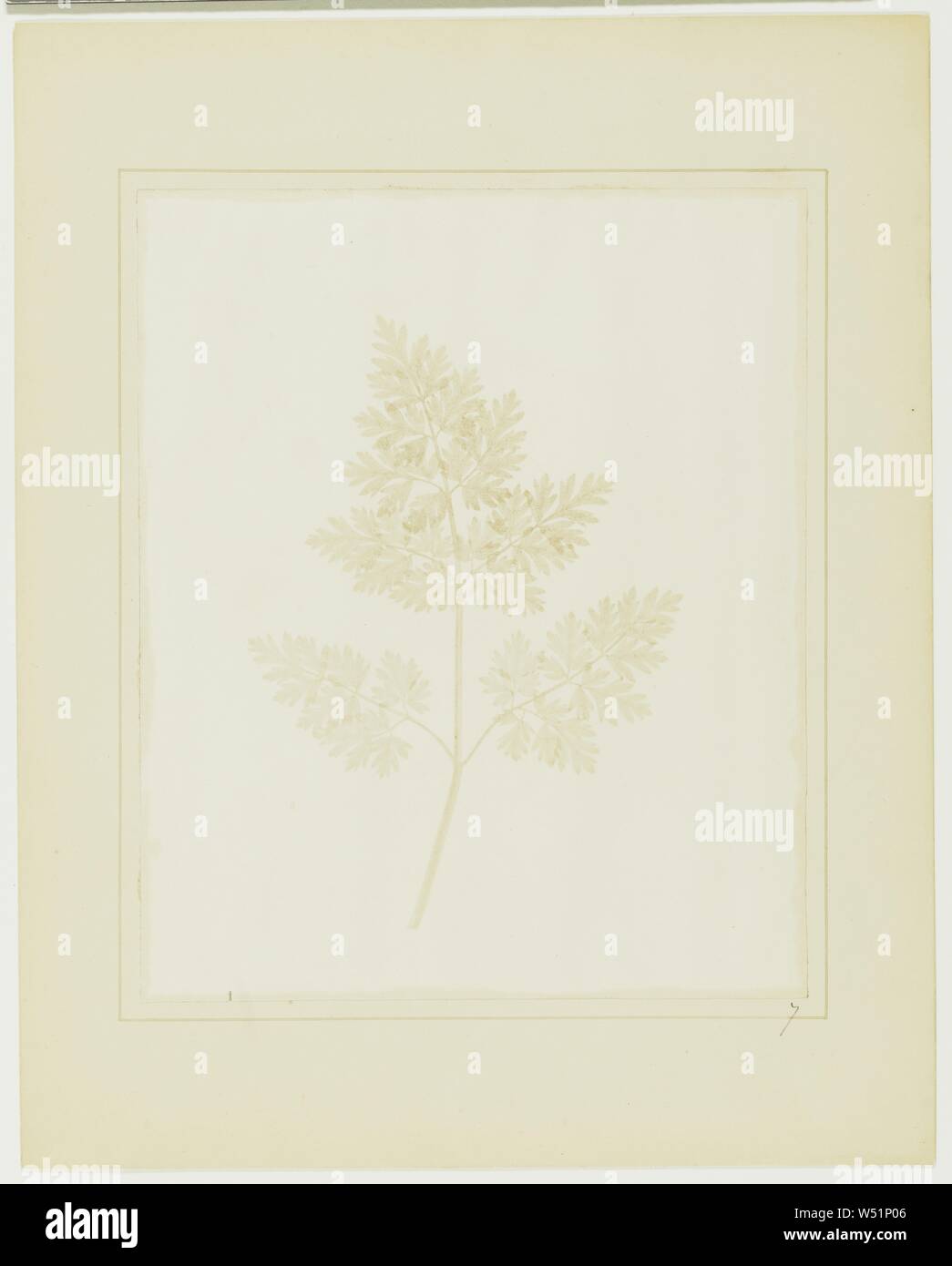 Feuille d'une plante, William Henry Fox Talbot (anglais, 1800 - 1877), avant le 14 février 1844, sur papier salé imprimer à partir d'un dessin photogénique négatif, 21,9 × 18,1 cm (8 5/8 x 7 1/8 in Photo Stock