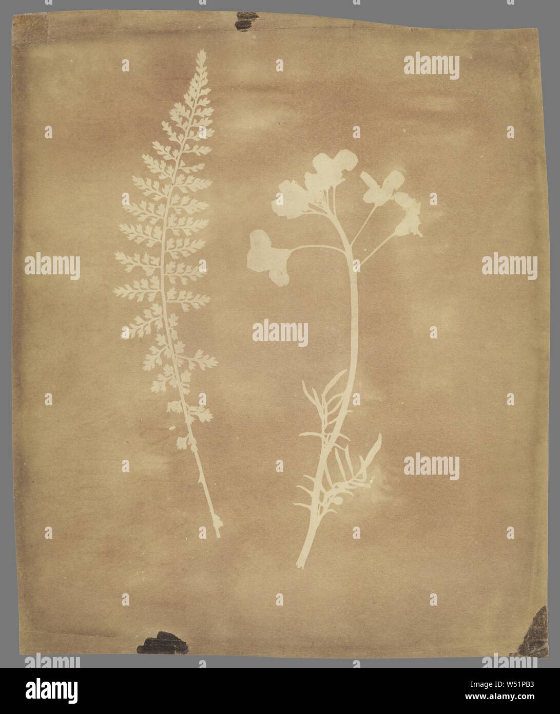 Asplenium Halleri, Grande Chartreuse 1821 - Cardamine Pratensis., William Henry Fox Talbot (anglais, 1800 - 1877), avril 1839, dessin photogénique, 20,6 × 17,1 cm (8 1/8 x 6 3/4 in Photo Stock