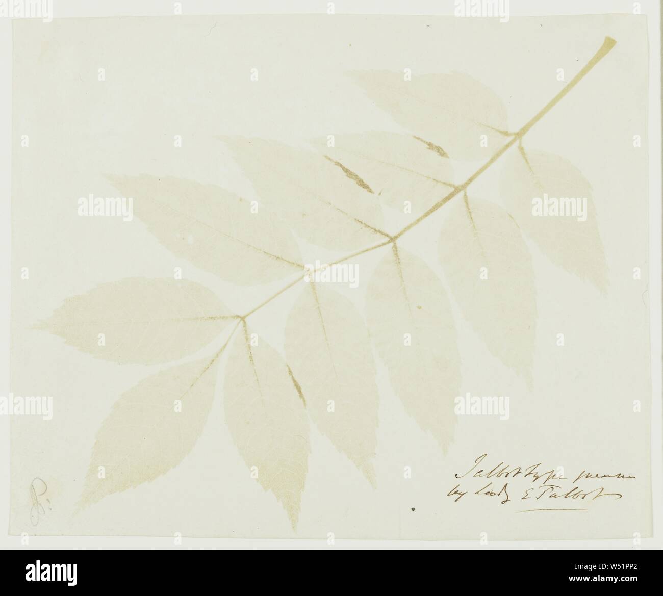 Feuilles d'une plante, William Henry Fox Talbot (anglais, 1800 - 1877), 1842, impression sur papier salé à partir d'un dessin photogénique peut-être négatif, 18,9 × 23 cm (7 7/16 x 9 1/16 in Photo Stock