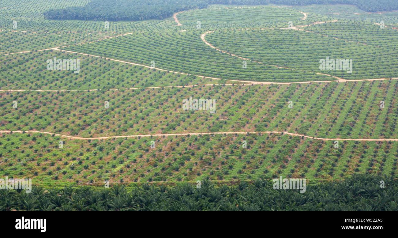 Vue aérienne de la plantation de palmiers à huile à Selangor, Malaisie Banque D'Images