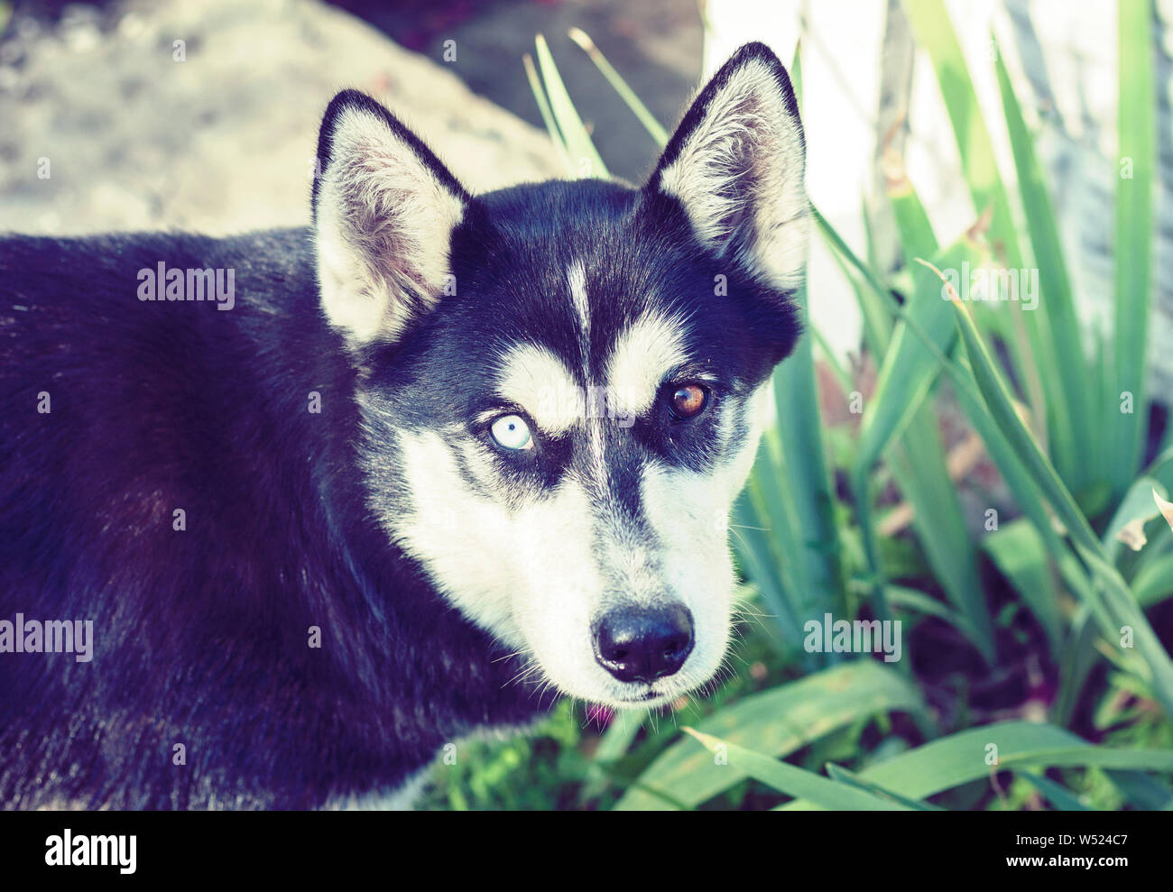 Husky aux yeux marron et bleu Banque de photographies et d’images à haute résolution Alamy
