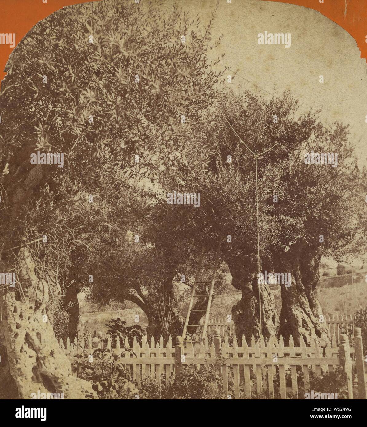 Gethsémani, Félix Bonfils (Français, 1831 - 1885), vers 1866-1867, à l'albumine argentique Banque D'Images