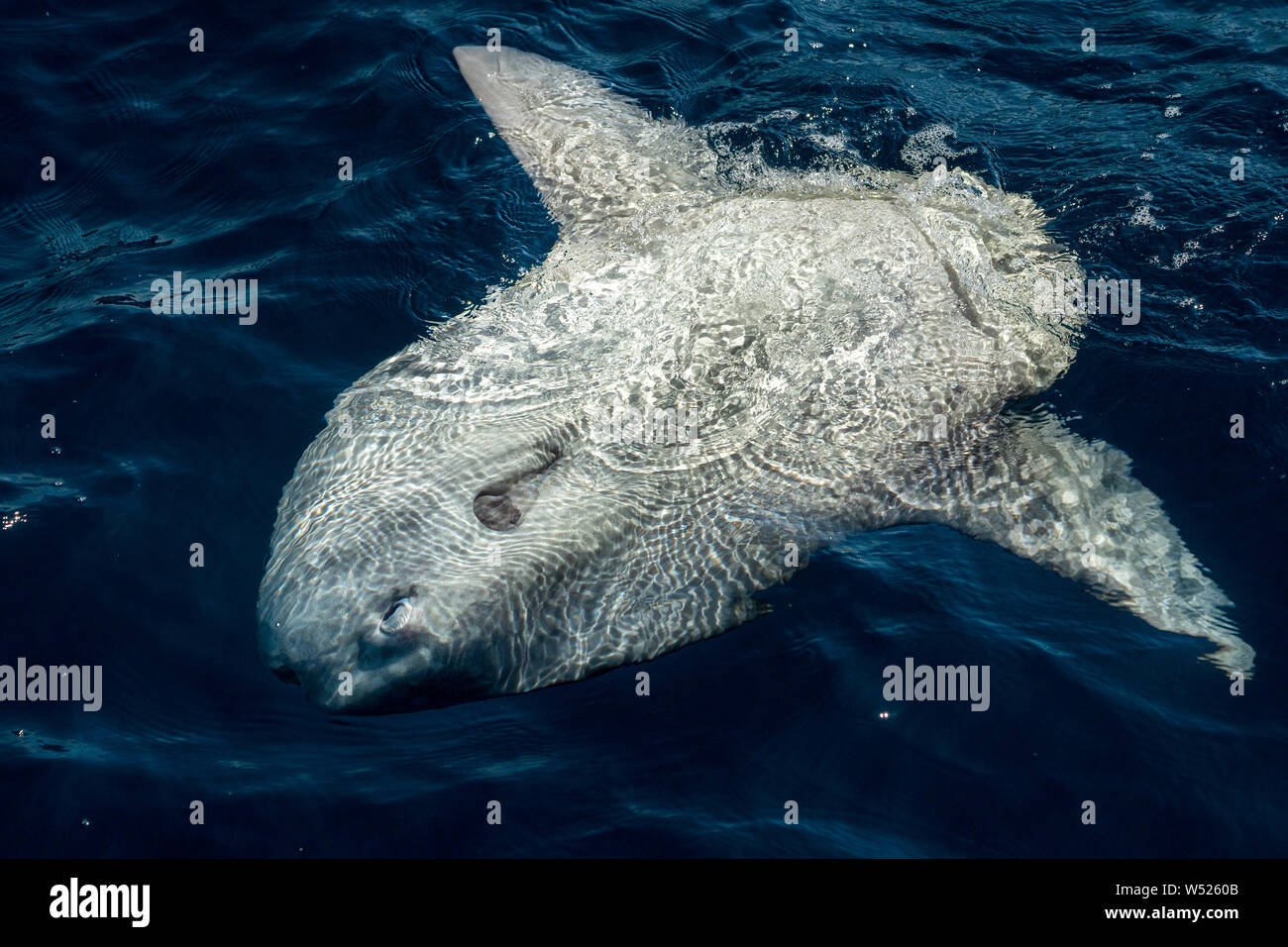 Mola mola poisson soleil sur la surface de la mer tout en mangeant méduse velella Banque D'Images