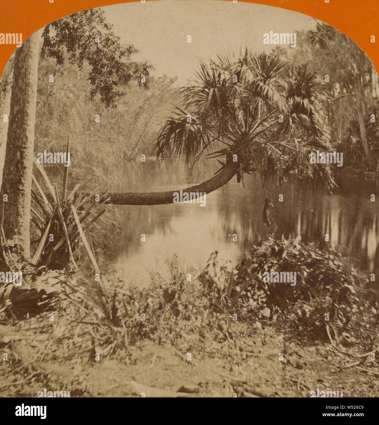 Palm tree horizontale, Palatka, Floride, W.H. Cushing (États-Unis, Actif 1870 - 1880), 1875-1885, à l'albumine argentique Banque D'Images