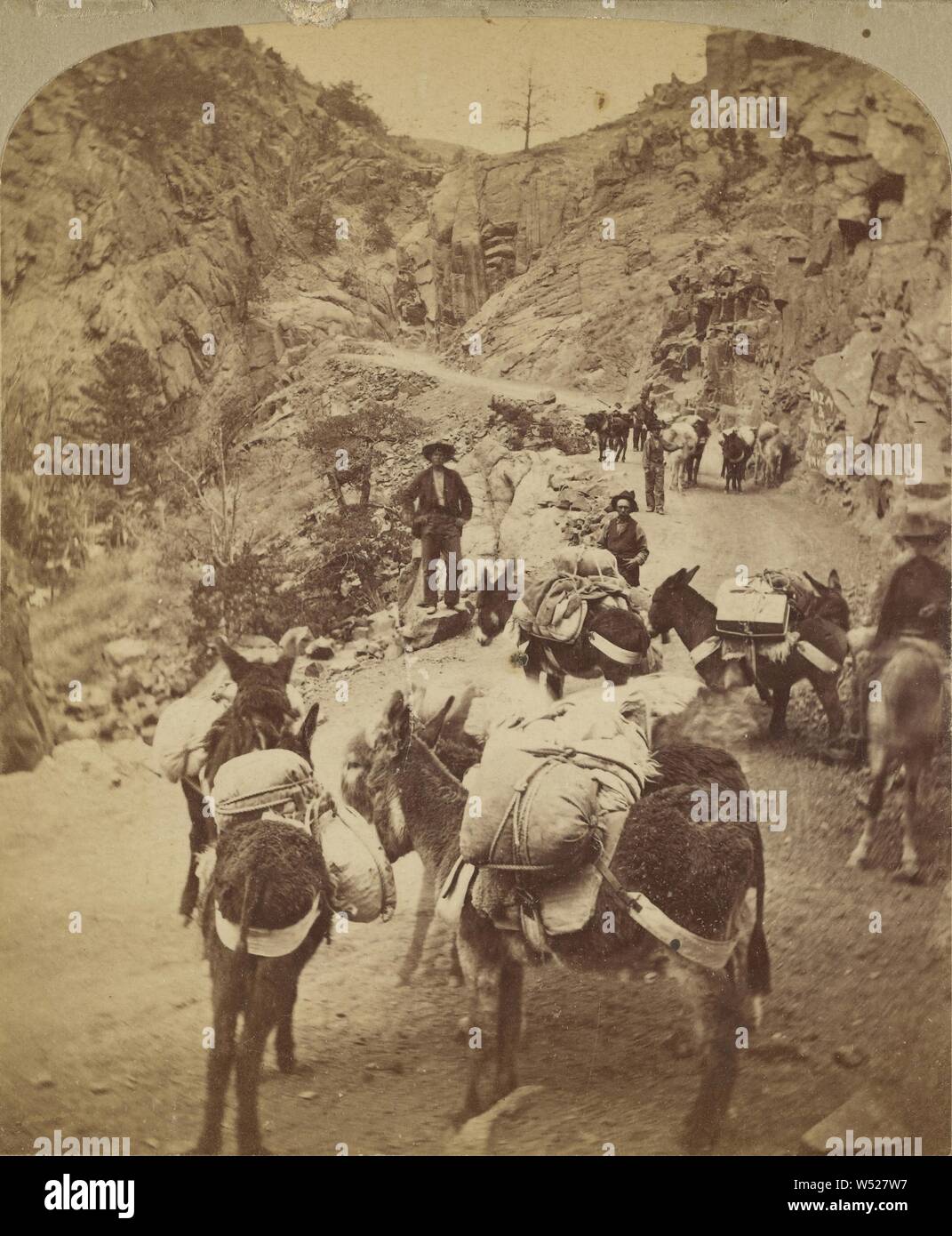 Burro pack train Banque de photographies et d’images à haute résolution ...