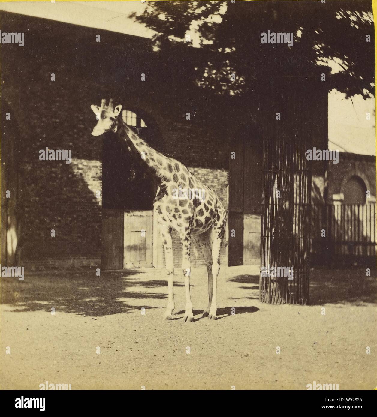 La girafe, ou Cameleopard. (Giraffa camelopardalis), Frank Haes (anglais, 1833 - 1916), vers 1865, à l'albumine argentique, Mount : 8,2 × 17,1 cm (3 1/4 x 6 3/4 in Banque D'Images