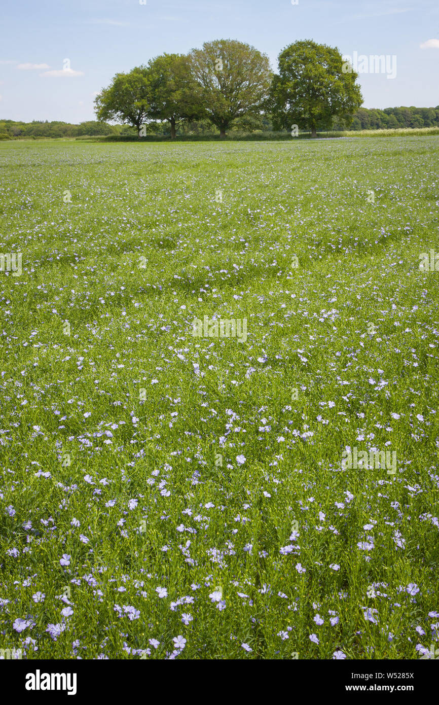 Un champ de lin ou lin commun, Linum usitatissimum, près de Henley-on-Thames, Oxfordshire Banque D'Images