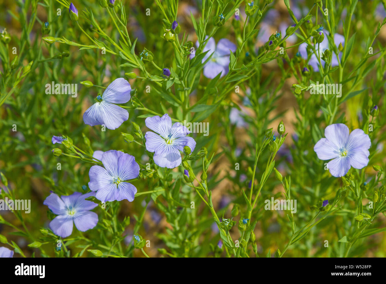 Fleurs de lin ou lin commun, Linum usitatissimum, près de Henley-on-Thames, Oxfordshire Banque D'Images