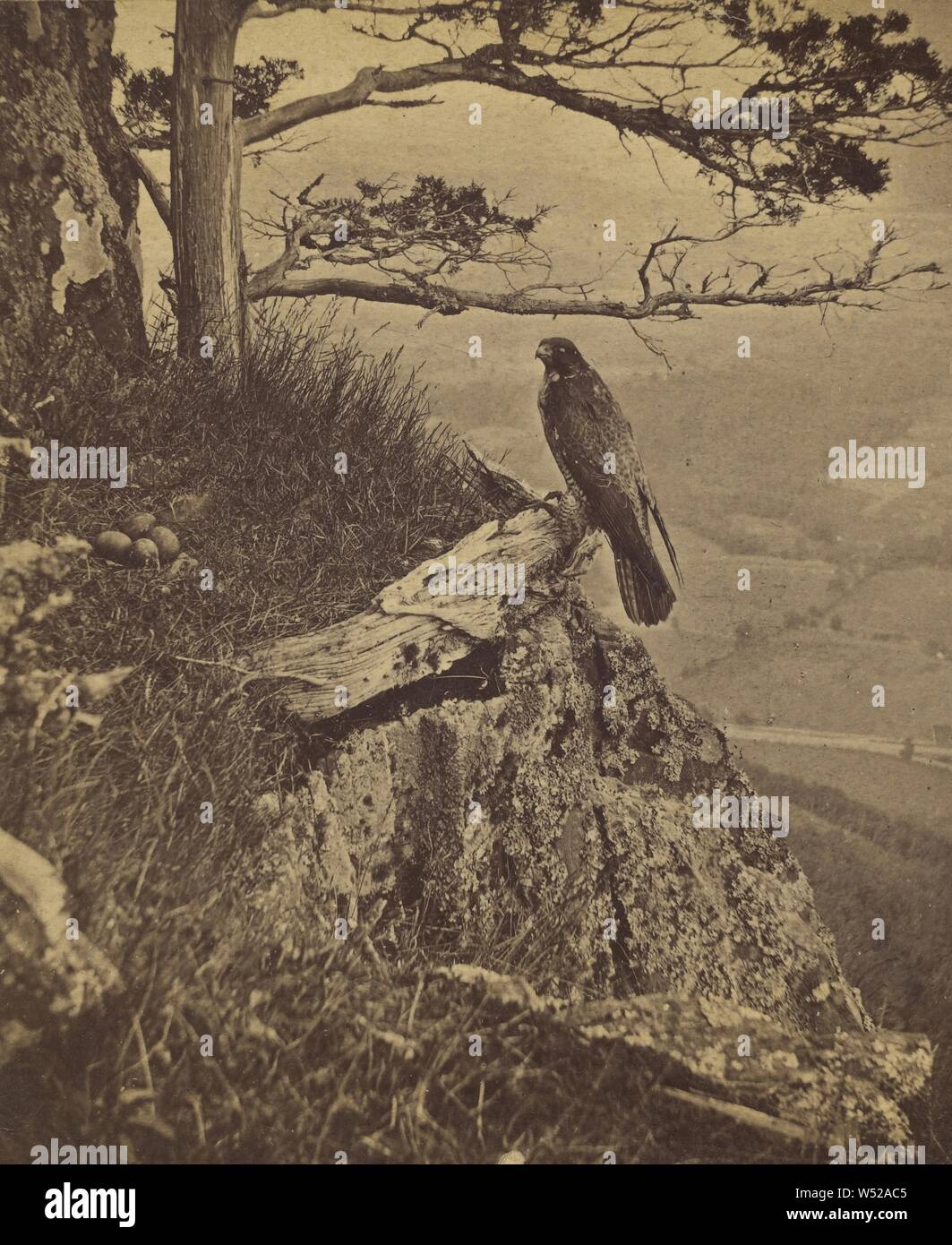 Duck Hawk's Aerie, Mt. Faible, Knowlton Frères, vers 1870, à l'albumine argentique Banque D'Images