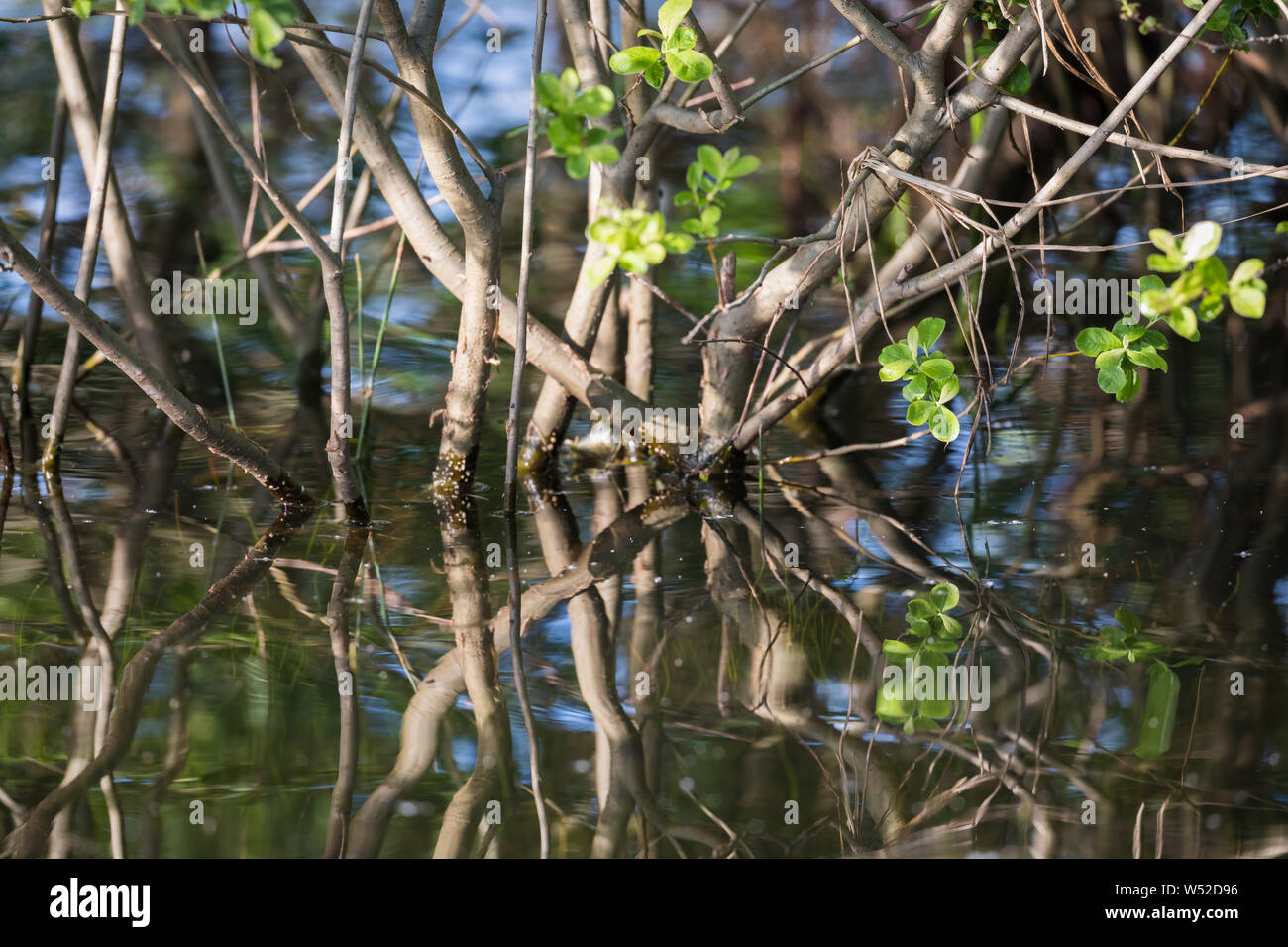 Les arbres dans l'eau de Brucher Talsperre, Allemagne Banque D'Images