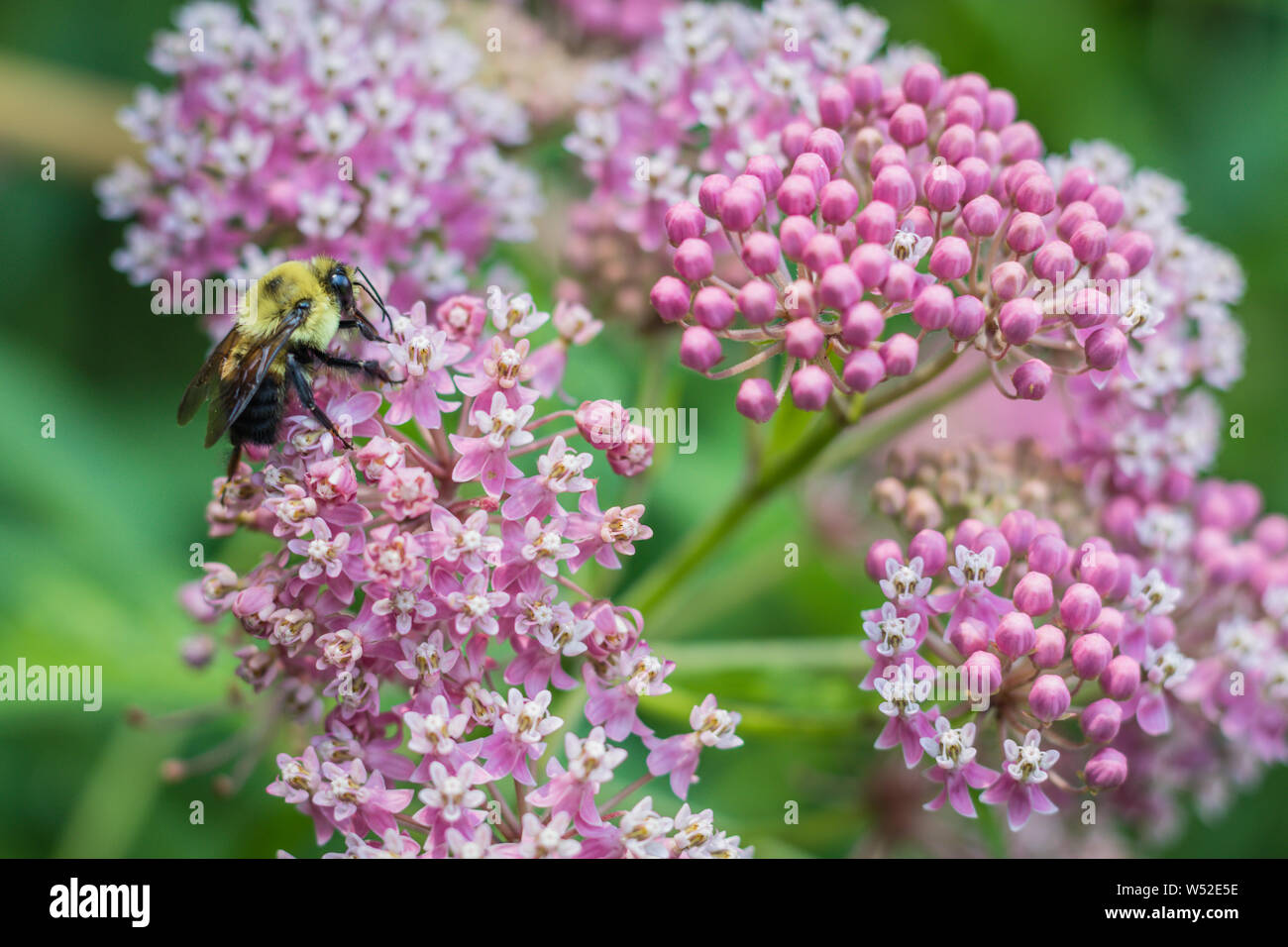 Bumblebee, Bombus, rss sur rose, l'asclépiade incarnate Asclepias incarnata, sur un matin d'été Banque D'Images