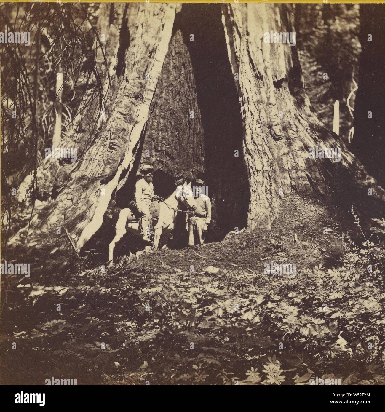 Dans le Mariposa Grove, comté de Mariposa, calcarea, Carleton Watkins (américain, 1829 - 1916), 1867, à l'albumine argentique Banque D'Images