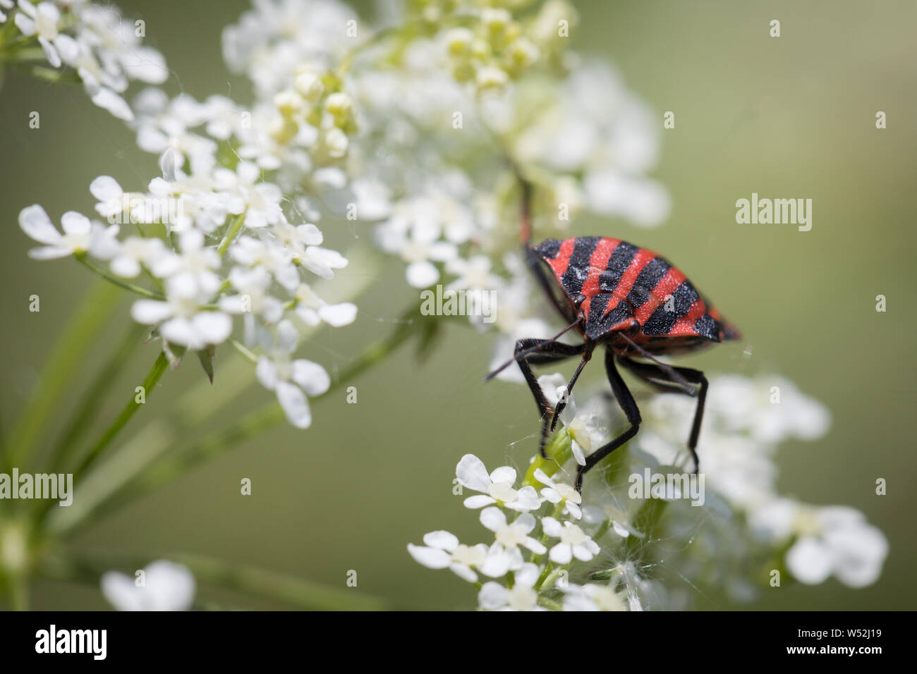 Seul bug à rayures sur la carotte sauvage en été Banque D'Images