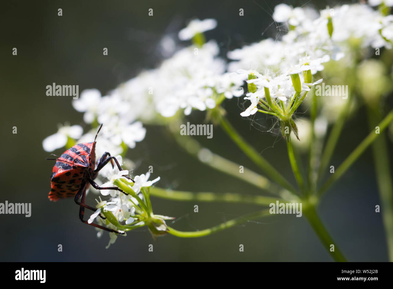 Seul bug à rayures sur la carotte sauvage en été Banque D'Images