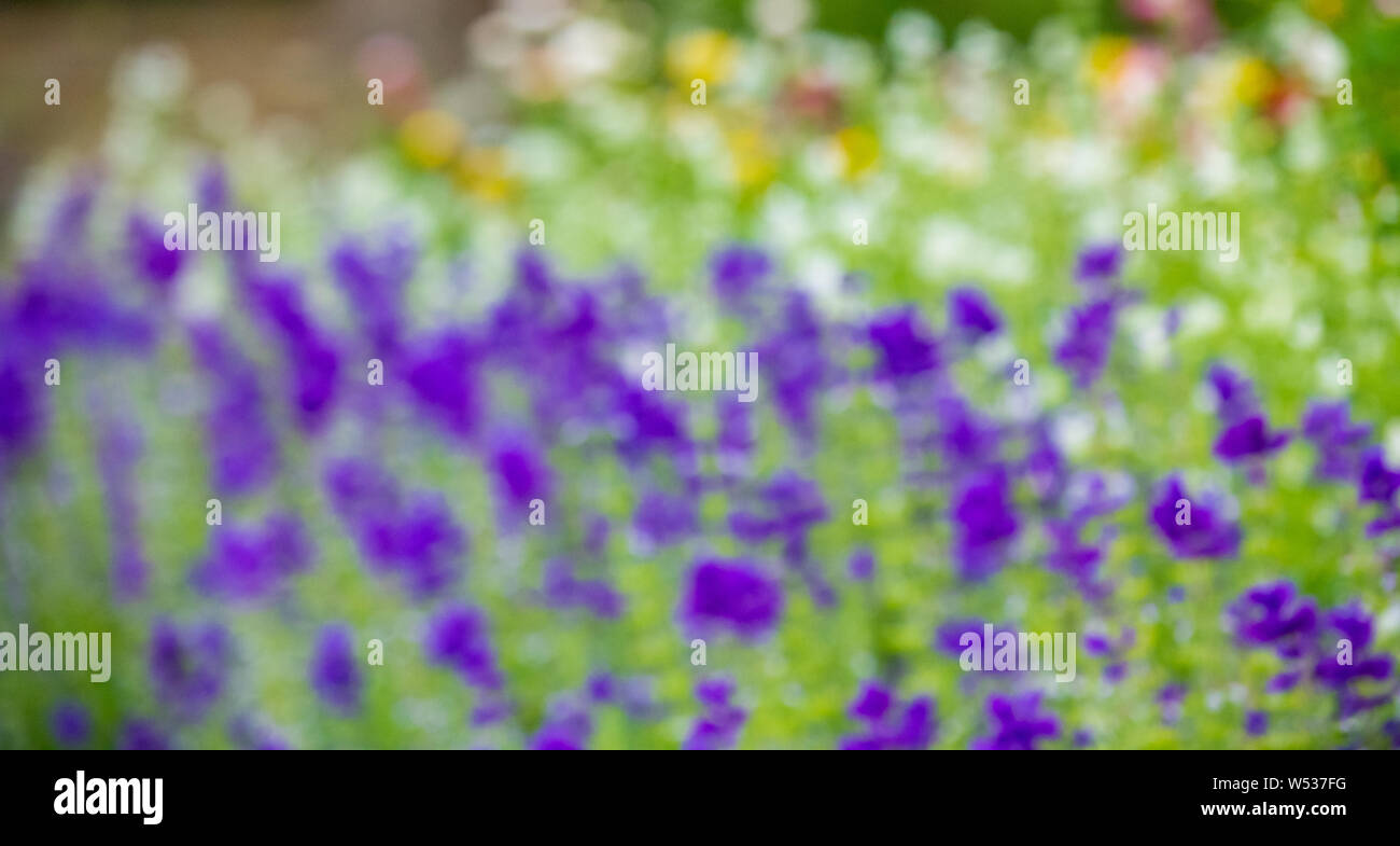 Des problèmes de mise au point des images de fleurs colorées simular à une peinture impressionniste de Monet. Banque D'Images