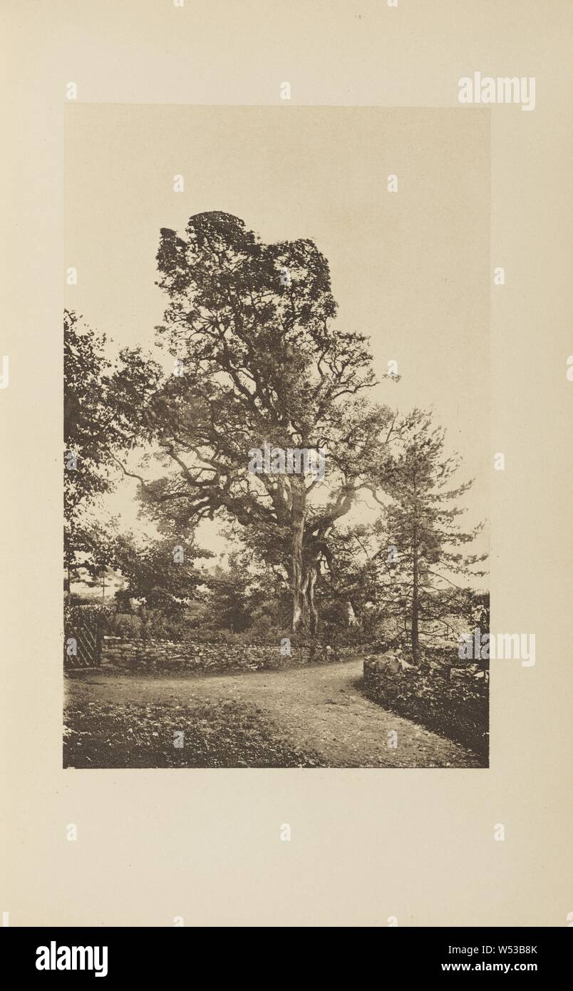 Jan Ridd's Oak, Francis Frith (anglais, 1822 - 1898), A. W. Elson & Co., 1882, photogravure, 13,7 × 8,8 cm (5 3/8 x 3 7/16 in Banque D'Images