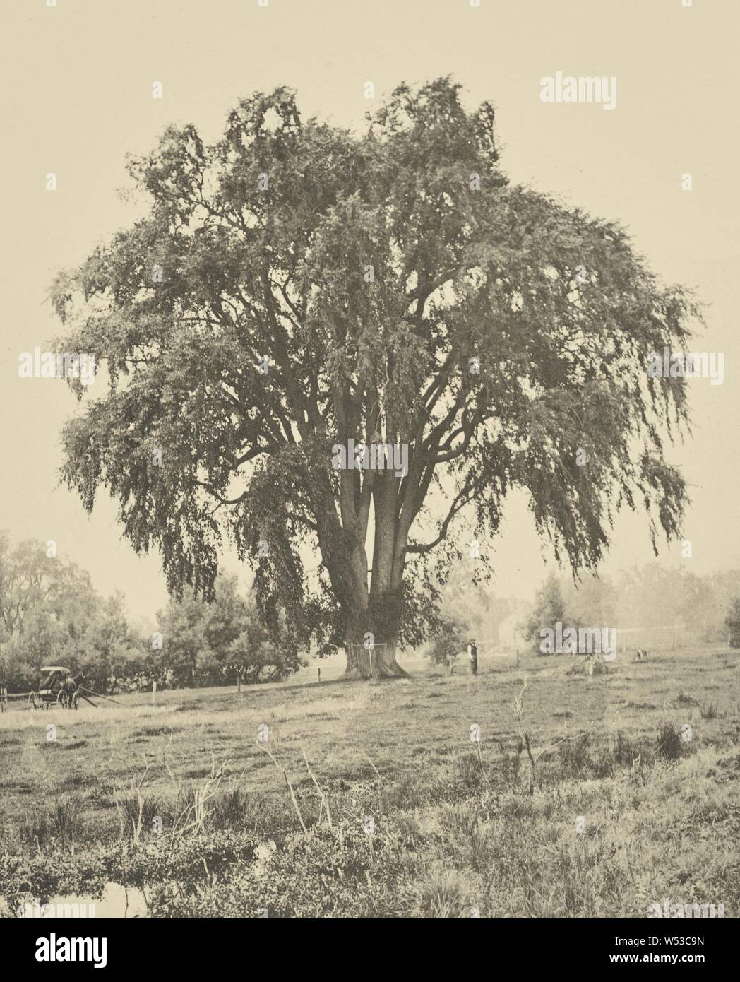 Le grand orme, Lancaster, Henry Brooks (Américain, né en 1857), Boston, Massachusetts, United States, 1890, photogravure, 22,3 × 17,6 cm (8 3/4 x 6 15/16 in Banque D'Images