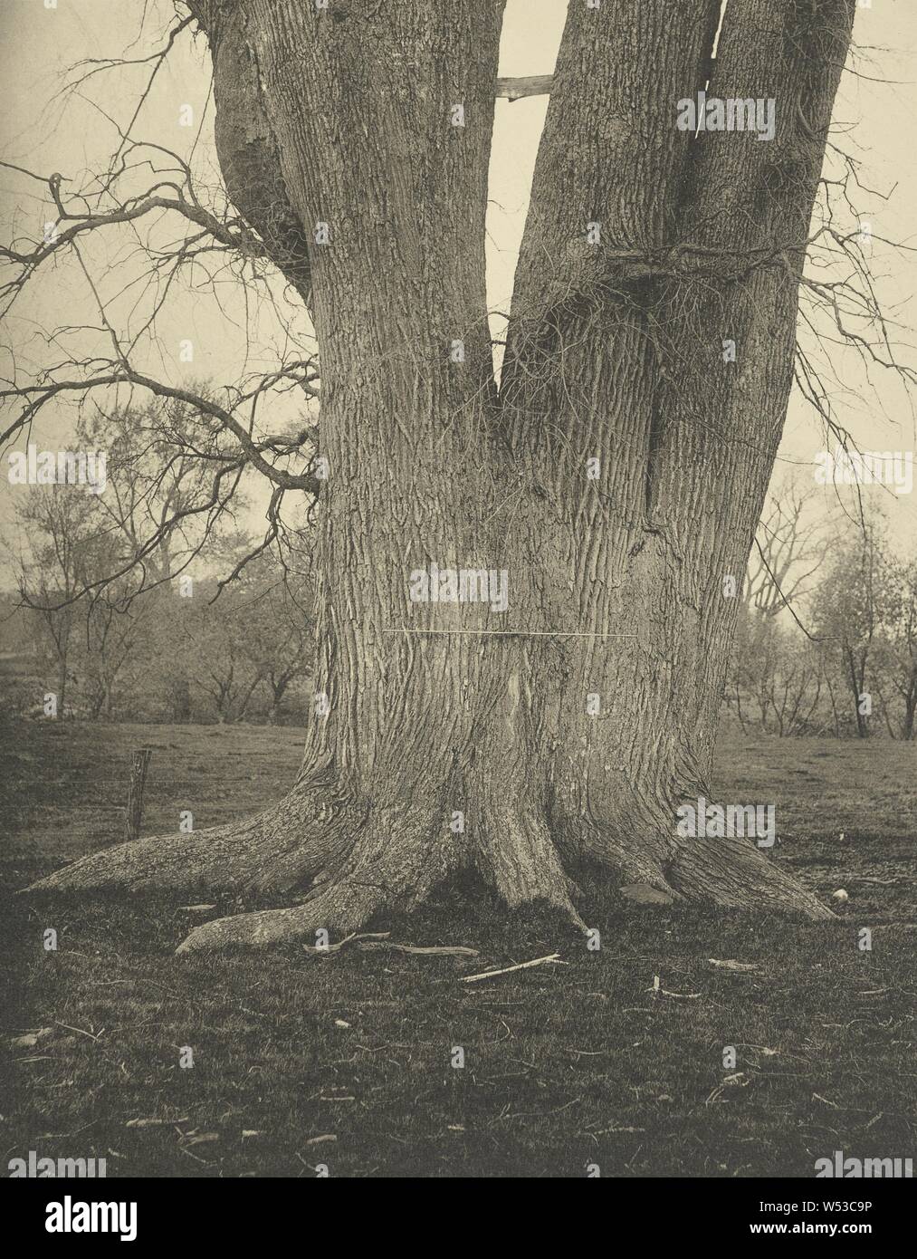Le grand orme, Lancaster, Henry Brooks (Américain, né en 1857), Boston, Massachusetts, United States, 1890, photogravure, 22 × 17,2 cm (8 11/16 × 6 3/4 po Banque D'Images