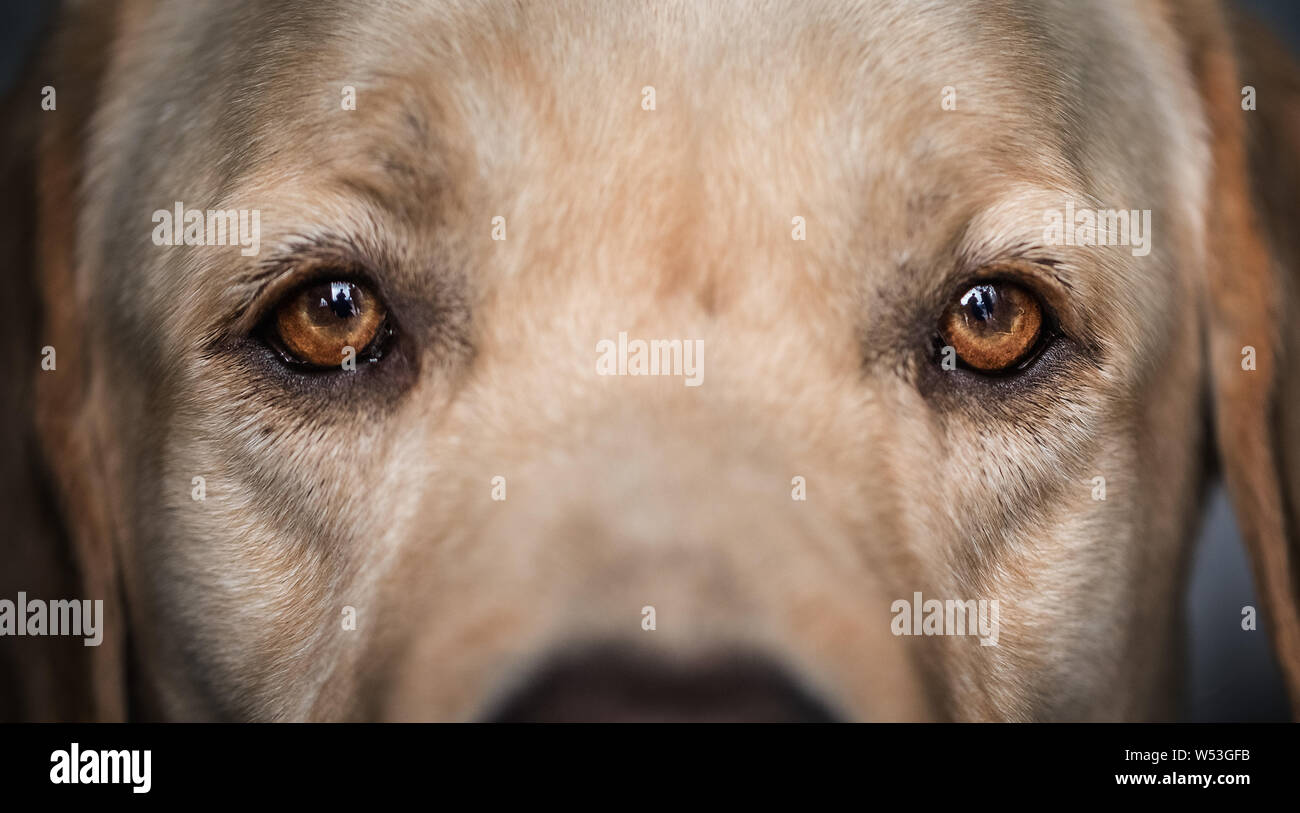 Les yeux d'un chien-guide formé par guide chinois, entraîneur de chien Wang Xin, qui a obtenu un doctorat en psychologie d'une université au Japon, sont pi Banque D'Images