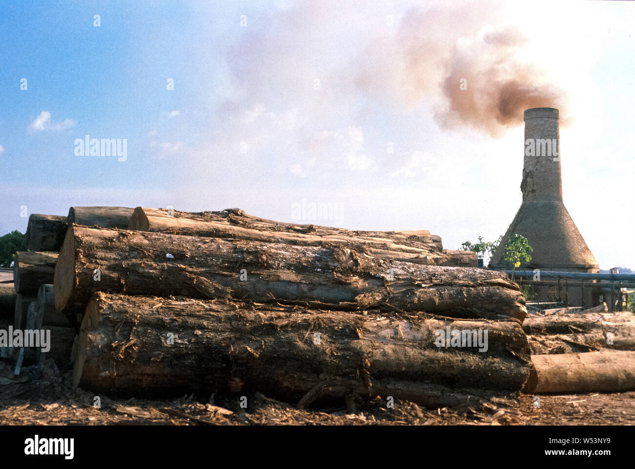 L'industrie du bois du Brésil Banque D'Images